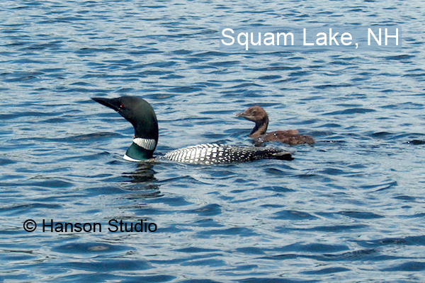 Loon and Chick - with "Squam Lake"